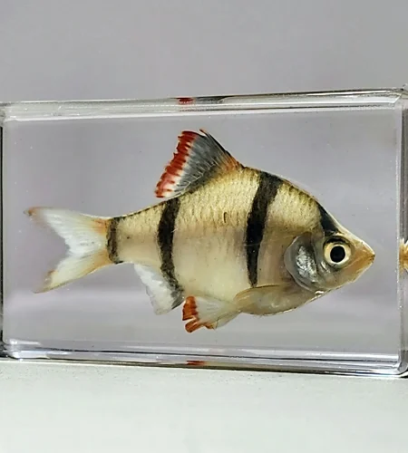 Tiger-Barb-Real-Fish-in-Resin-3.jpg