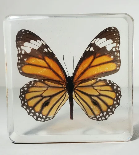 Tiger-Butterfly-In-Resin-Wholesale-Insects-In-Resin-2-scaled.jpg